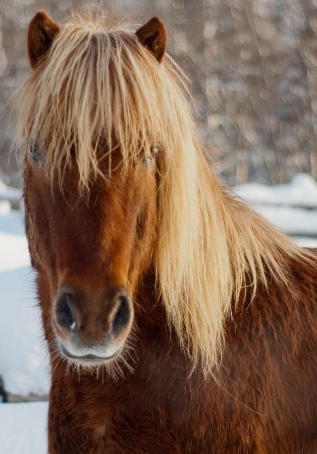 Paimentupa Villa Kolinkylä Dış mekan fotoğraf